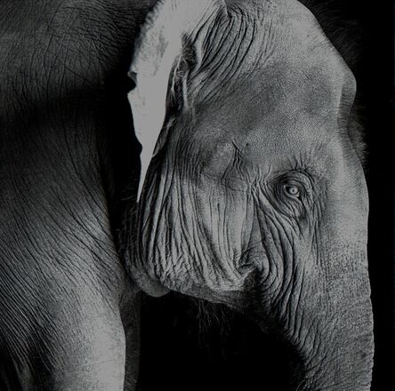 Derry Moore, ‘A young elephant’, 1993