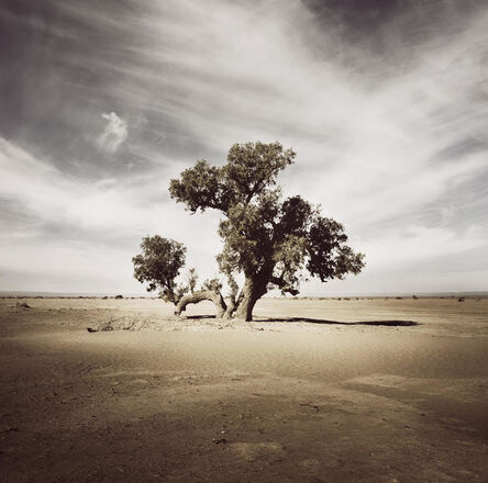 Bernhard Quade, ‘Morocco Tree Sahara’, 2008