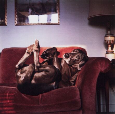 William Wegman, ‘On Mrs. Wegman's Couch (From Many Ray:  A Portfolio of 10 Photographs)’, 1982