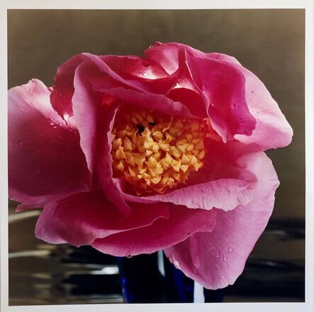 Peter C. Jones, ‘A Bientot, Large Format Flower Photo 24X20 Color Photograph Beach House’, 2000-2009