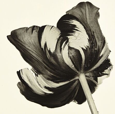 Irving Penn, ‘Cottage Tulip: Sorbet, New York’, 1967