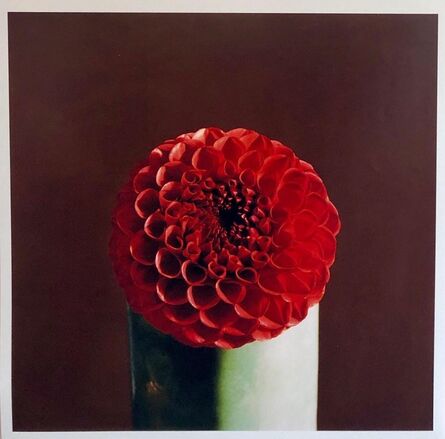 Peter C. Jones, ‘Red Dahlia Flower Large Format Photo 24X20 Color Photograph Beach House RI’, 2000-2009