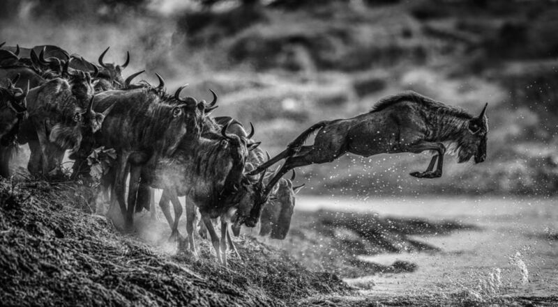 David Yarrow, ‘Follow the leader, Serengeti , Tanzania’, 2020, Photography, Archival pigment print, A. Galerie