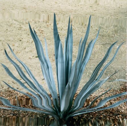 Anri Sala, ‘Untitled (Cactus II)’, 2011