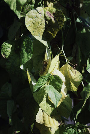 Leaves on a beanstalk, N°15, Winterthur
