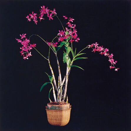 Robert Mapplethorpe, ‘Orchids’, 1989