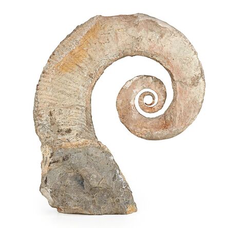 ‘Large Fossilized Ammonite’