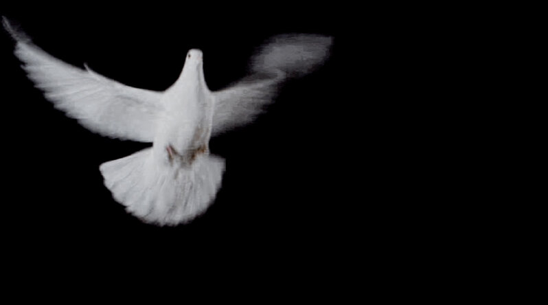 Eva Koch, ‘White Doves’, 2016, Video/Film/Animation, Video, Martin Asbæk Gallery