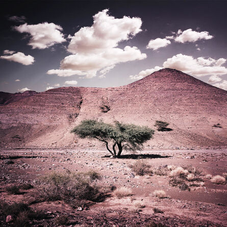 Bernhard Quade, ‘Morocco Tree Anti Atlas’, 2011