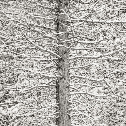 Jeffrey Conley, ‘Tree and snow mosaic’, 2009