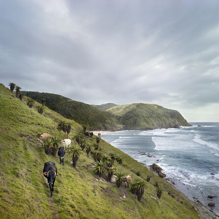 Daniel Naudé, ‘Xhosa cattle at Sinangwana river mouth. Eastern Cape, South Africa’, 2019