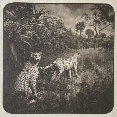 Takeshi Shikama, ‘Garden of Memory: Animals #18 (Cheetahs)’, 2012