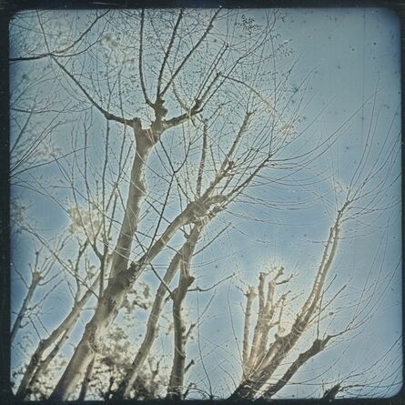 Takashi Arai, ‘Winter Zelkova Trees 5 April ’, 2020