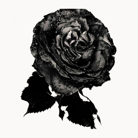 Nick Knight, ‘Black Rose’, 1993