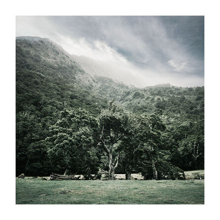 Bernhard Quade, ‘Milford Tree, New Zealand’, 2015