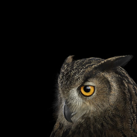 Brad Wilson, ‘Eurasian Eagle Owl #3’, 2019-2020