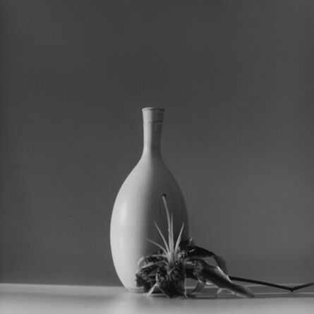Robert Mapplethorpe, ‘Flower’, 1985
