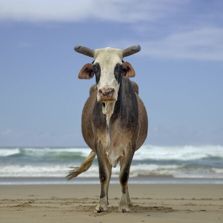 Daniel Naudé, ‘Xhosa cow on the shore. Noxova, Eastern Cape, South Africa’, 2019