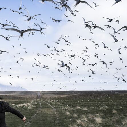 Cig Harvey, ‘The Judgement of Terns, Iceland’