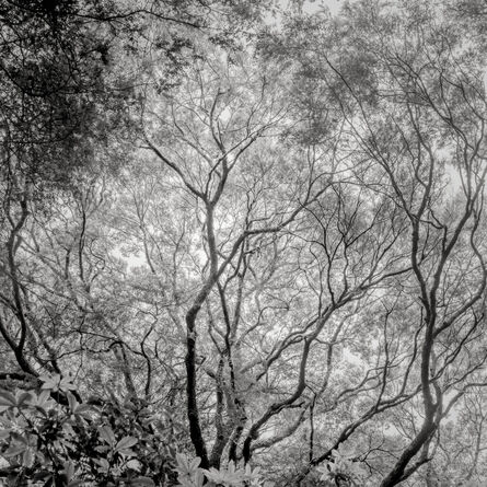 Jeffrey Conley, ‘Beech Tree Canopy, NZ’, 2015