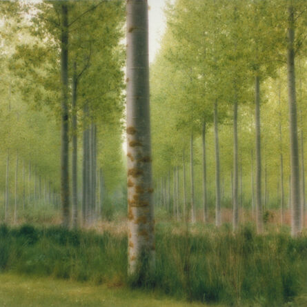 Lynn Geesaman, ‘Parc de Jeurre, France (4-99-2c-2)’, 1999