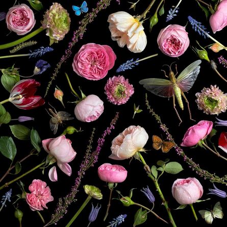 Paulette Tavormina, ‘Botanical VI (Juliet Roses)’, 2013