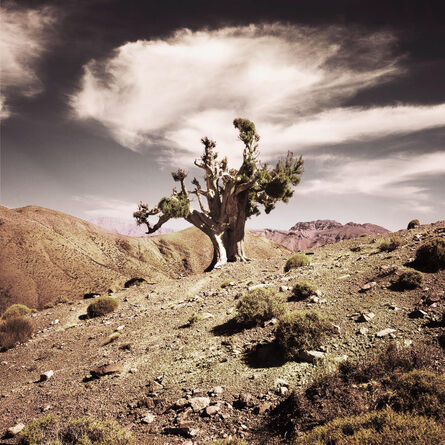 Bernhard Quade, ‘Morocco Juniper Tree Atlas Mountains’, 2011