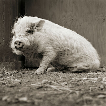 Isa Leshko, ‘Violet, Potbellied Pig, Age 12, II’, 2011