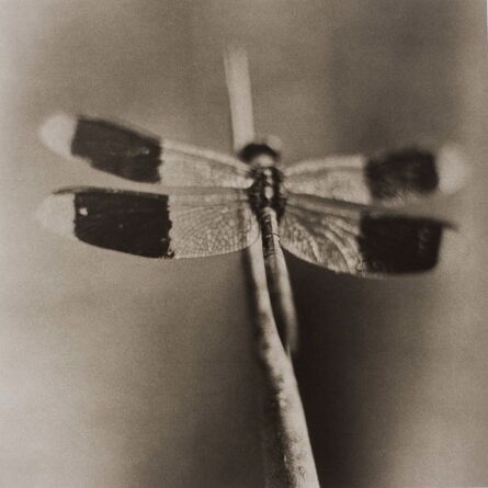 David Johndrow, ‘Dragonfly No. 4’, 2004