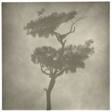 Lu Yanpeng, ‘Mountain - Mist Series - Mist - Branches No. 2’, 2010