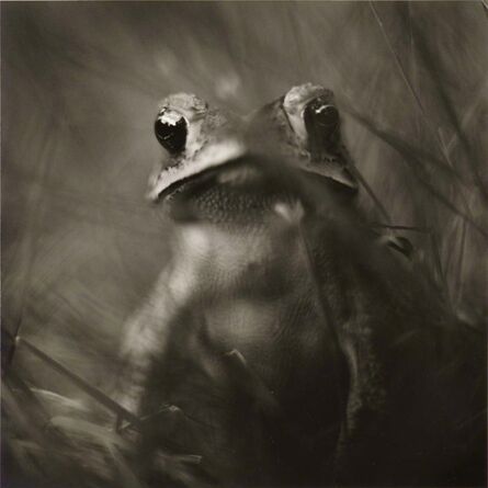 David Johndrow, ‘Toad’, 2004