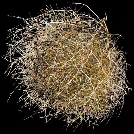 Mikel Covey, ‘Single Tumbleweed’, 2017