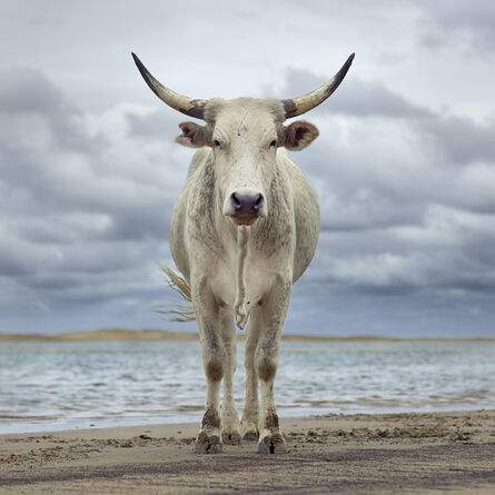 Daniel Naudé, ‘Xhosa cow on the shore. Kei river mouth, Eastern Cape, South Africa’, 2019