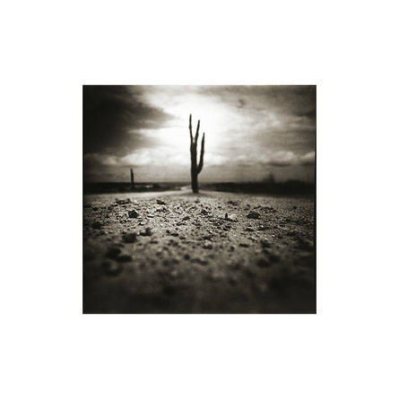 James Fee, ‘Three Fingered Cactus, San Felipe, Mexico’, 1995