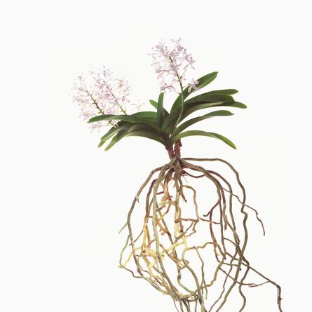 Phil-Hee Kong, ‘Orchid’, 2014