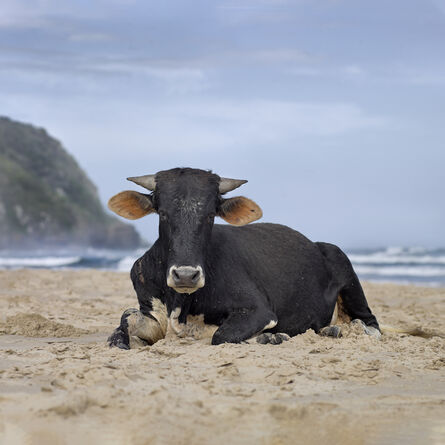 Daniel Naudé, ‘Xhosa heifer sitting on the shore. Mpande, Eastern Cape, South Africa’, 2019