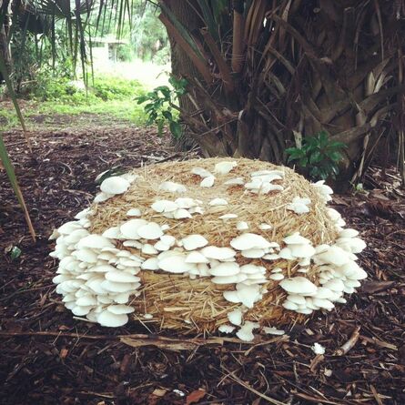 Mei-ling Hom, ‘Mushroom Cap ’, 2012