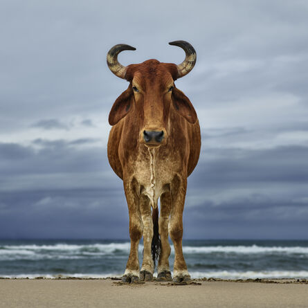 Daniel Naudé, ‘Xhosa bull on the shore, Eastern Cape, South Africa’, 2018