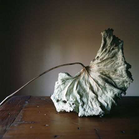 Wendy Burton, ‘Botanical No. 23’, 2013