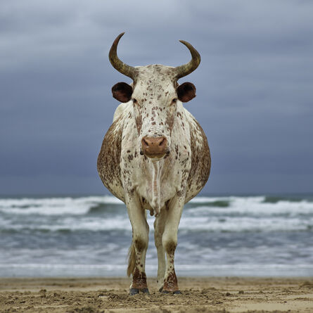 Daniel Naudé, ‘Xhosa Nguni cow on the shore. Eastern Cape, South Africa’, 2018
