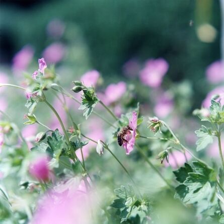 Rinko Kawauchi, ‘Untitled 004, from the series Deauville [flowers]’, 2014