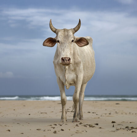 Daniel Naudé, ‘Xhosa Nguni cow on the shore. Mpande, Eastern Cape, South Africa’, 2019