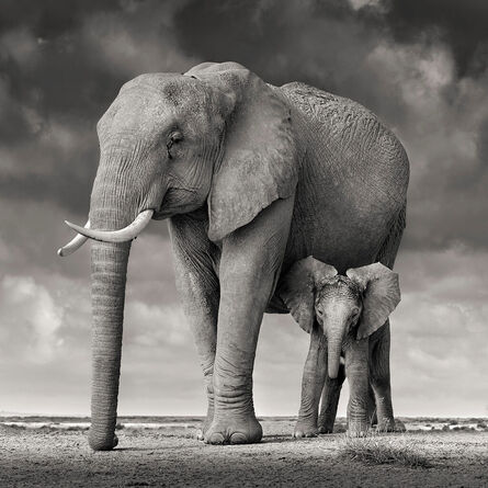 David Burdeny, ‘Elephant Mother and Calf II, Amboseli, Kenya’, 2018