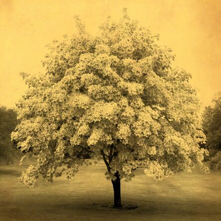 Joyce Tenneson, ‘Blooming Tree’, 2011