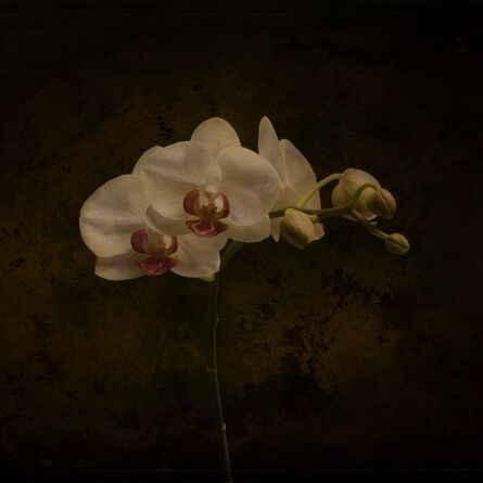 Jack Spencer, ‘Orchid 1/20’