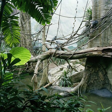 Lucinda Devlin, ‘Monkey Jungle, Bronx Zoo, New York’, 1987