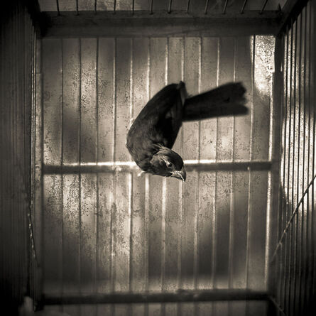 Keith Carter, ‘Bird in Cage’, 2017
