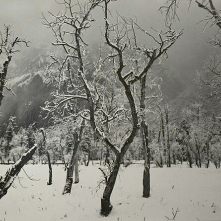 Ansel Adams, ‘Trees in Snow, Yosemite National Park’, 1960
