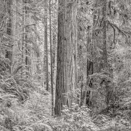 Jeffrey Conley, ‘Primordial Redwood Forest, California’, 2015