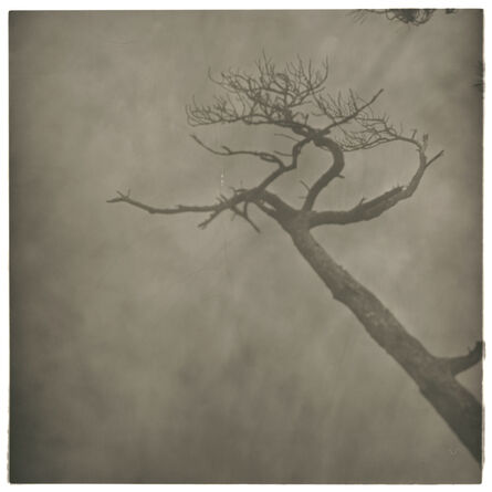 Lu Yanpeng, ‘Mountain - Mist Series - Mist - Branches No. 1’, 2010